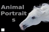 Animal portraits (v.m.)