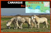 273 - Camargue – Horses & Bulls