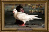 Animal Diversity and Animations