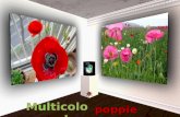 Multicolored  poppies (nx power lite)