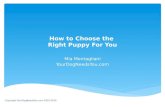 Choosing a Puppy: How to Choose the Right Puppy for You
