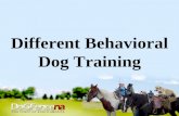 Different Behavioral Dog Training