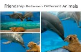 Touching Friendship Between Different Animals