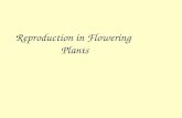 Pollination and fertilisation in flowers GCSE