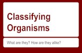 Classifying organisms part 1 (1)