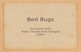 GA bed bugs