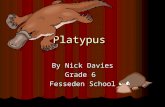 Nick davies platypus