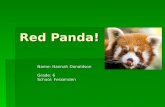 Hannah donaldson red panda!