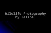 Wildlife Photography by Jelina