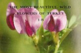 The Most Beautiful Wild Flowers of Turkey 1-B.pps