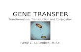 Gene Transfer in Bacteria