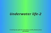 Underwater life 2