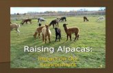 C:\Fakepath\Raising Alpacas Autoplay