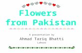 Flowers from Pakistan