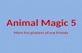 Animal Magic 5