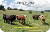 Breeds of cattle Part 1