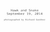 Snake and hawk Sept. 19, 2013, Berks county, PA