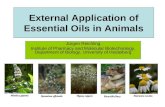 External Application of Essential Oils in Animals