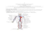 Blood and Circulatory System in Humans
