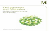 Cell Structure & Migration Product Selection Guide