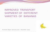 Improved transport shipment of different varieties of bananas