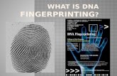 DNA Fingerprinting Project