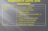 Vegetative parts and example