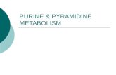 Purine & Pyramidine Met