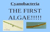 Cyanobacteria Lecture