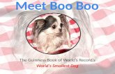 Meet Boo Boo World's Smallest Dog