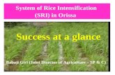0881 System of Rice Intensification  (SRI) in Orissa: Success at a Glance