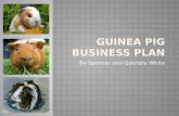 Guinea pig business plan from spencer and gabriele 8 20 12