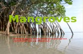 Mangroves Types