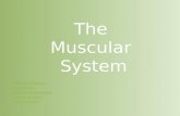Bio 22 Post-Lab - The Muscular System (New Ver.)