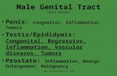 Diseases of male genital system