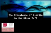 The Prevalence of Giardia in the River Taff