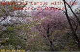 Beautiful Campus With Four Seasons In Dongguk