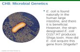 Ch8 microbial genetics