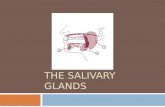 Salivary glands finals OHE