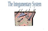 Integumentary System The Integumentary System