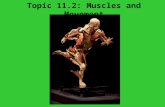 1. 11.2 muscles & bones