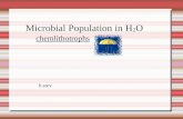 Microbial Populations in H2O - chemlithotrophs