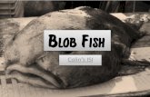 Grade 6 ISI: The Blobfish