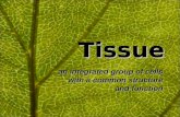 Presentation03 - Plant and Animal Tissues