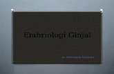 Embriologi Ginjal