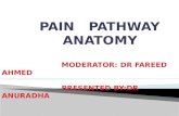 Anatomy of pain pathway