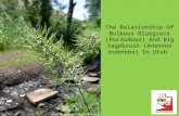 The Relationship Of Bulbous Bluegrass (Poa bulbosa) And Big Sagebrush (Artemisia tridentata) In Utah