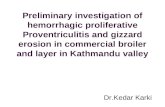 hemorrhagic proliferative Proventriculitis and gizzard erosion (HPPGE