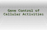 Gene Control of Cellular Activities