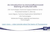 An Introduction to Immunofluorescent Staining of Cultured Cells